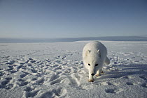 Arctic Fox (Alopex lagopus) investigating photographer, Alaska