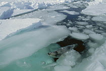 Harp Seal (Phoca groenlandicus) swimming in drift ice, Canada