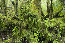 Mossy forest interior in temperate rainforest, Chiloe National Park, Chiloe Island, Chile
