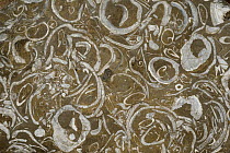 Fossil shellfish in sandstone, Chiloe National Park, Chiloe Island, Chile