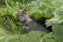 Darwin's Zorro (Lycalopex fulvipes) a critically endangered fox, Chiloe Island, Chile