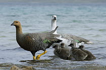Upland Goose (Chloephaga picta) male and female with chicks, Falkland Islands