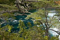 Petrohue River, Vicente Perez Rosales National Park, Chile