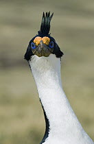 Blue-eyed Cormorant (Phalacrocorax atriceps) portrait, Falkland Islands