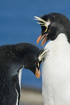 Rockhopper Penguin (Eudyptes chrysocome) pair courting, Falkland Islands