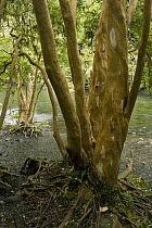 Chilean Myrtle (Luma apiculata) trees, Vicente Perez Rosales National Park, Chile