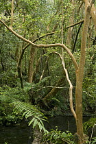 Chilean Myrtle (Luma apiculata) tree in rainforest, Vicente Perez Rosales National Park, Chile