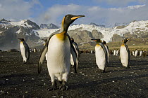 King Penguin (Aptenodytes patagonicus) group on beach, Gold Harbour, South Georgia Island