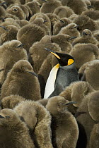 King Penguin (Aptenodytes patagonicus) in creche of chicks, Gold Harbour, South Georgia Island