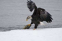 Bald Eagle (Haliaeetus leucocephalus) sub-adult grabing dead fish out of water, Idaho