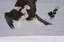 Bald Eagle (Haliaeetus leucocephalus) pair fighting over fish, Idaho