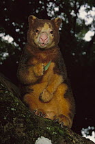 Matschie's Tree Kangaroo (Dendrolagus matschiei) holding a leaf, Papua New Guinea
