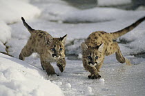 Mountain Lion (Puma concolor) cubs playing in snow, Utah