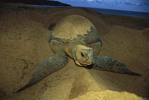 Green Sea Turtle (Chelonia mydas) female nesting on beach, Ascension Island, South Atlantic