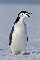 Chinstrap Penguin (Pygoscelis antarctica) calling, Antarctica