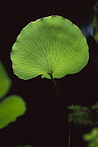 Kidney Fern (Trichomanes reniforme) leaf in rainforest, New Zealand