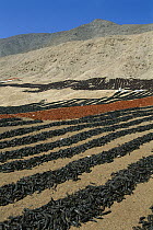 Drying peppers, coastal desert north of Lima, Peru