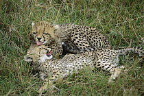 Cheetah (Acinonyx jubatus) cubs, four month old, playing, Masai Mara, Kenya