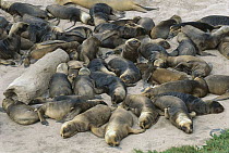 Hooker's Sea Lion (Phocarctos hookeri) group of young pups resting, New Zealand