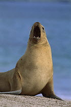 Hooker's Sea Lion (Phocarctos hookeri) female calling, New Zealand