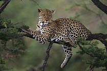 Leopard (Panthera pardus) female resting in tree, Kenya