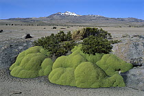 Yareta (Azorella compacta) cold-resistant cushion plant growing on altiplano, Peru
