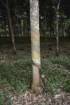 Rubber Tree (Hevea brasiliensis) trunk showing incisions and tap to extract latex, Cameroon