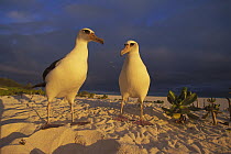 Laysan Albatross (Phoebastria immutabilis) pair on beach, Hawaii