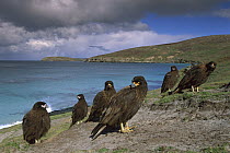Striated Caracara (Phalcoboenus australis) group on beach, Falkland Islands