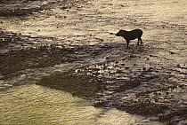 Brazilian Tapir (Tapirus terrestris) crossing the Tambopata River, Peru