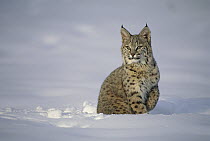 Bobcat (Lynx rufus) in snow, Uinta National Forest, Utah