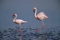 Lesser Flamingo (Phoenicopterus minor) pair walking, Lake Nakuru National Park, Kenya