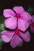 Rosy Periwinkle (Catharanthus roseus) leaves and flowers used for anti-cancer medicine, Madagascar