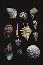Seashell collection showing diversity of shapes and sizes