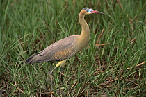 Whistling Heron (Syrigma sibilatrix) in tall grass, Pantanal, Brazil