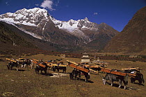 Yak (Bos grunniens mutus) caravan loaded with timber, Nepal