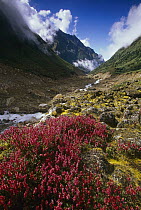 Alpine flowers and Hinku Khola River, Makalu-Barun National Park, Nepal