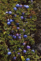 Snowberry (Gaultheria sp) cluster, Hinku Valley, Makalu-Barun National Park, Nepal