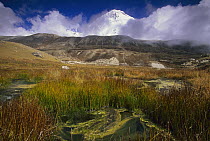 Alpine marsh and reeds, Hinku Valley, Makalu-Barun National Park, Nepal