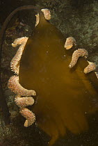 Sunflower Sea Star (Pycnopodia helianthoides) arms curling around a blade of kelp, Alaska