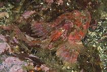 Red Irish Lord (Hemilepidotus hemilepidotus) hiding in a crevice, Vancouver Island, Canada