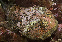 Buffalo Sculpin (Enophrys bison), Vancouver Island, Canada