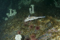 Spotted Ratfish (Hydrolagus colliei) usually a deep dwelling fish, Alaska