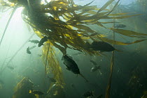 Blue Rockfish (Sebastes mystinus) school under Bull Kelp (Nereocystis luetkeana) canopy, Vancouver Island, British Columbia, Canada