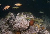 Yellowtail Rockfish (Sebastes flavidus) and Widow Rockfish (Sebastes entomelas), Vancouver Island, Canada
