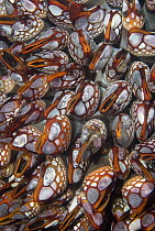 Leaf Barnacle (Pollicipes polymerus), a colorful variation of the goose-neck barnacle found only in Nakwakto Rapids and a few other places, Vancouver Island, British Columbia, Canada