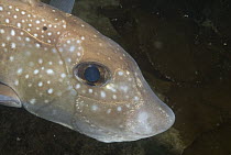 Spotted Ratfish (Hydrolagus colliei) usually a deep dwelling fish found in shallower waters off Pacific Northwest coast, Alaska