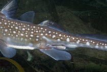 Spotted Ratfish (Hydrolagus colliei) claspers of male for use in mating, Alaska