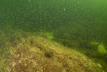 Dense school of mysids are indicators of nutrient-rich waters, Vancouver Island, Canada