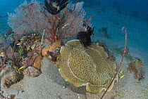 Sea fan and corallimorpharian, Komodo Island, Indonesia
